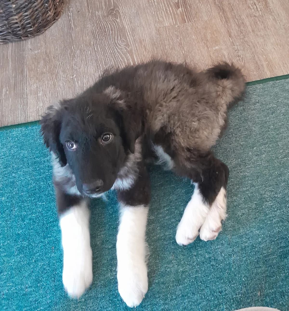 Mandana, female puppy Mixed Breed for adoption at Ein Herz für Streuner e.V., München