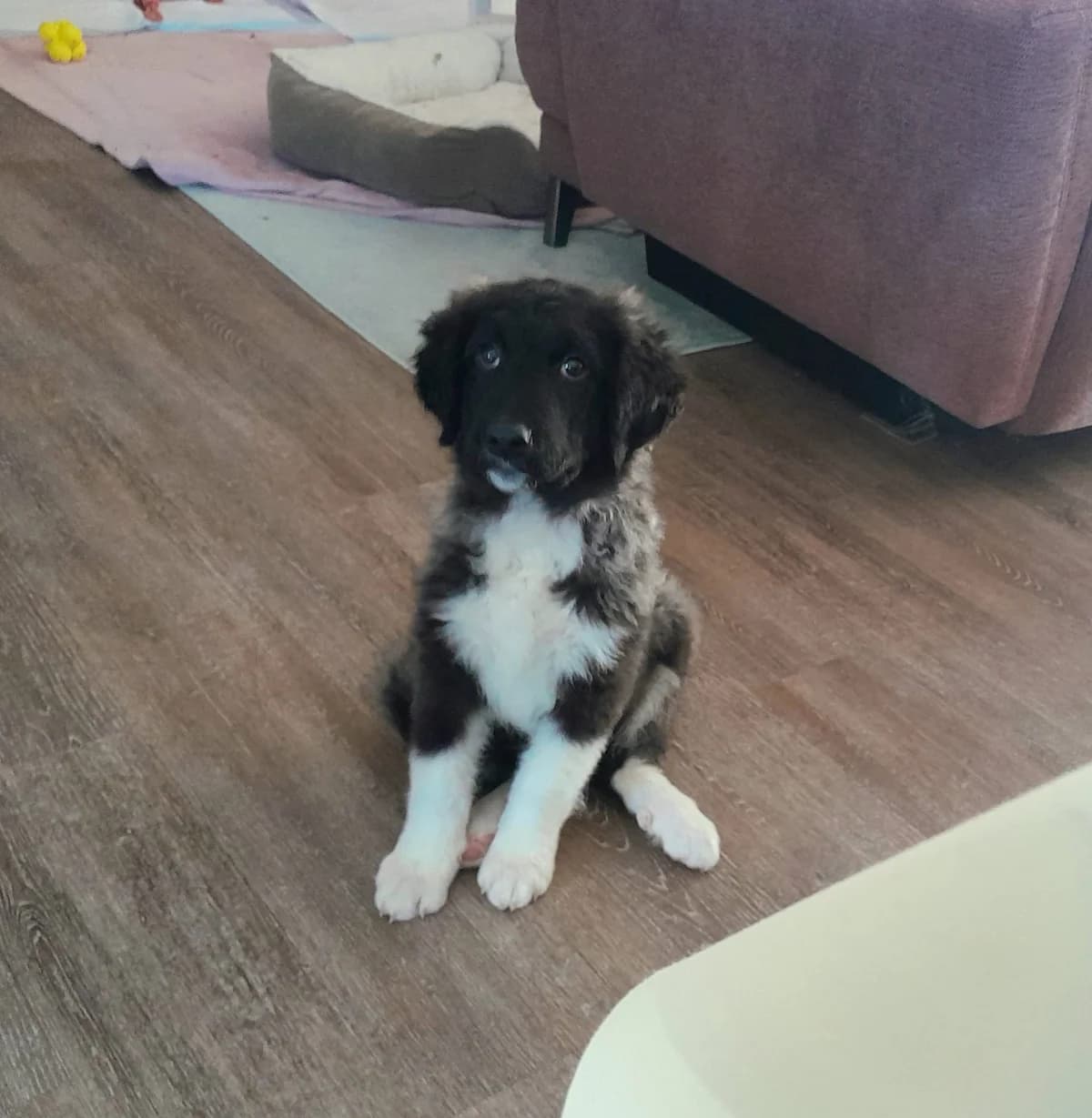 Mandana, female puppy Mixed Breed for adoption at Ein Herz für Streuner e.V., München