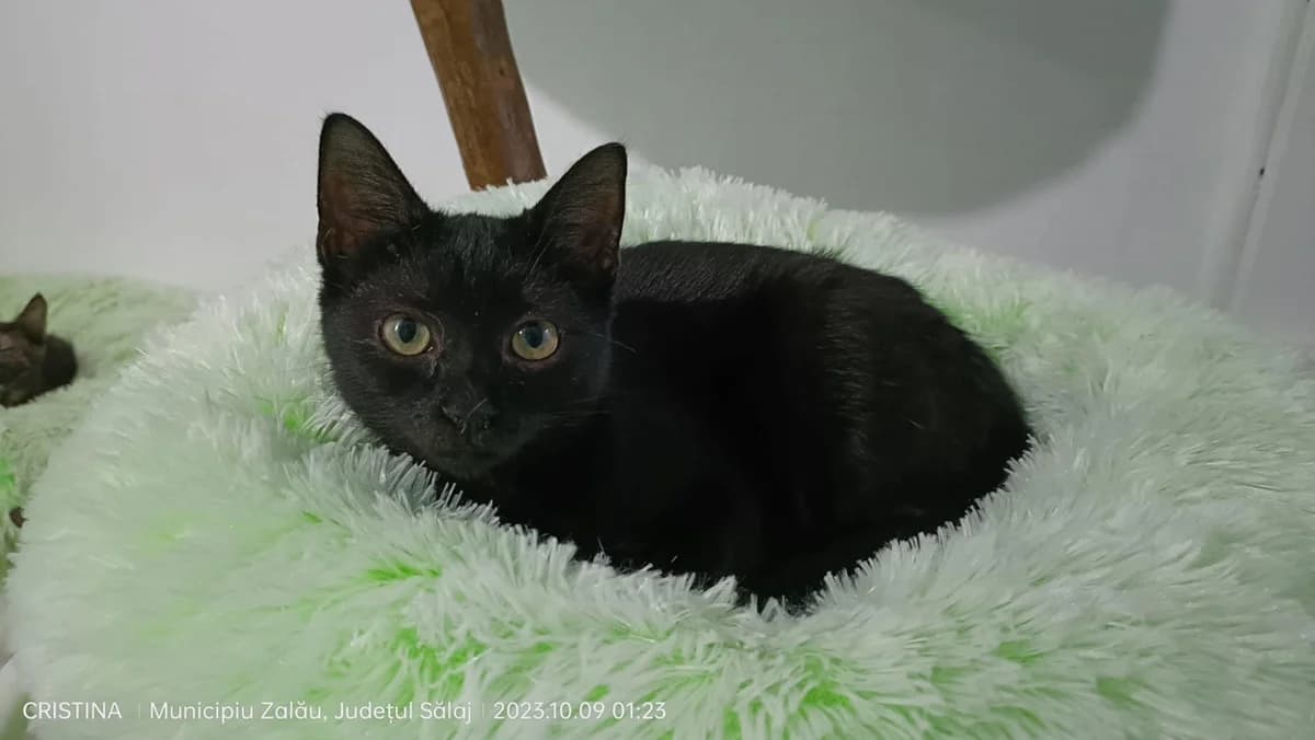 Mandarina, schwarz female puppy Mixed Breed for adoption at Ein Herz für Streuner e.V., München