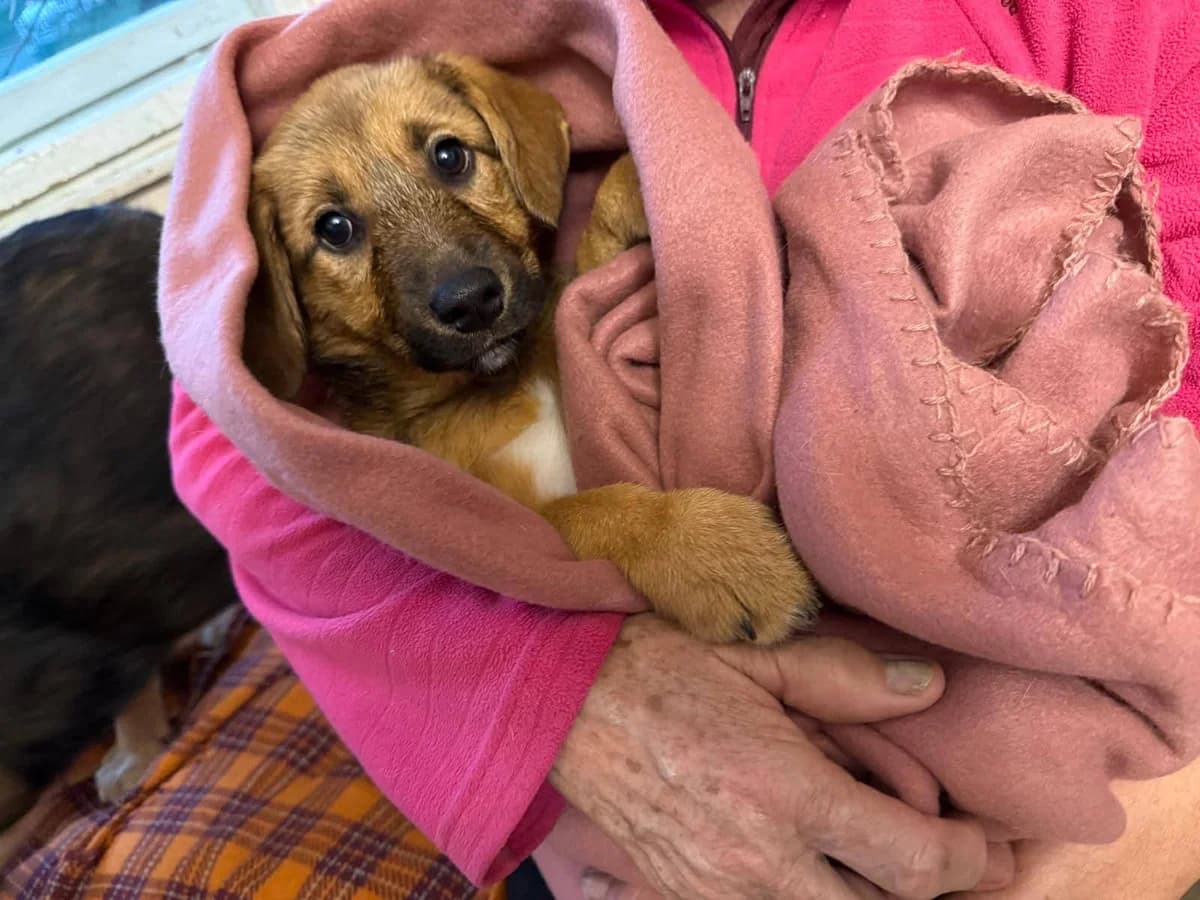 Mandarine, female puppy Mixed Breed for adoption at Ein Herz für Streuner e.V., München