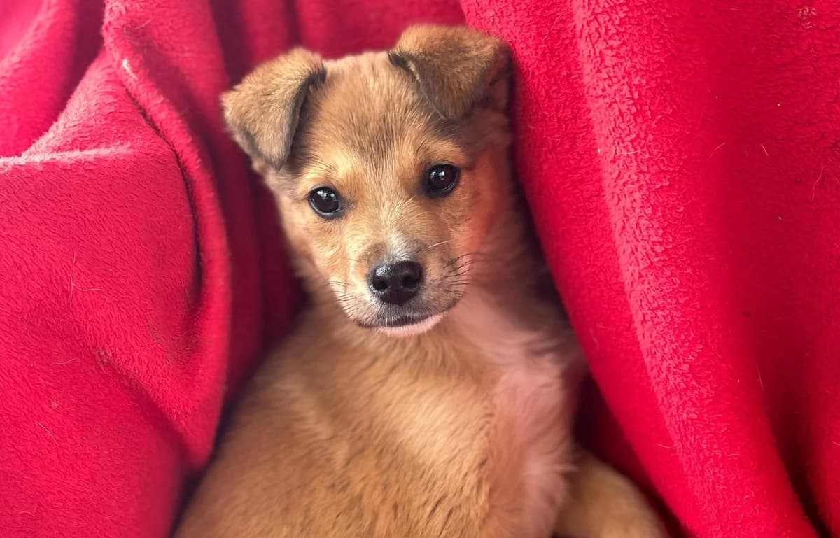 Mandela, weiß male puppy Mixed Breed for adoption at Ein Herz für Streuner e.V., München