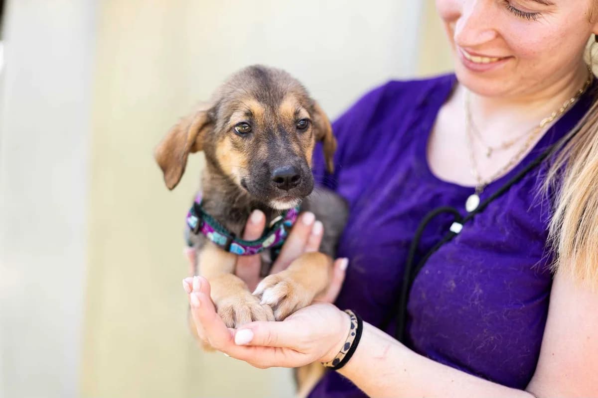 Mandolino, schwarz male puppy Mixed Breed for adoption at Ein Herz für Streuner e.V., München