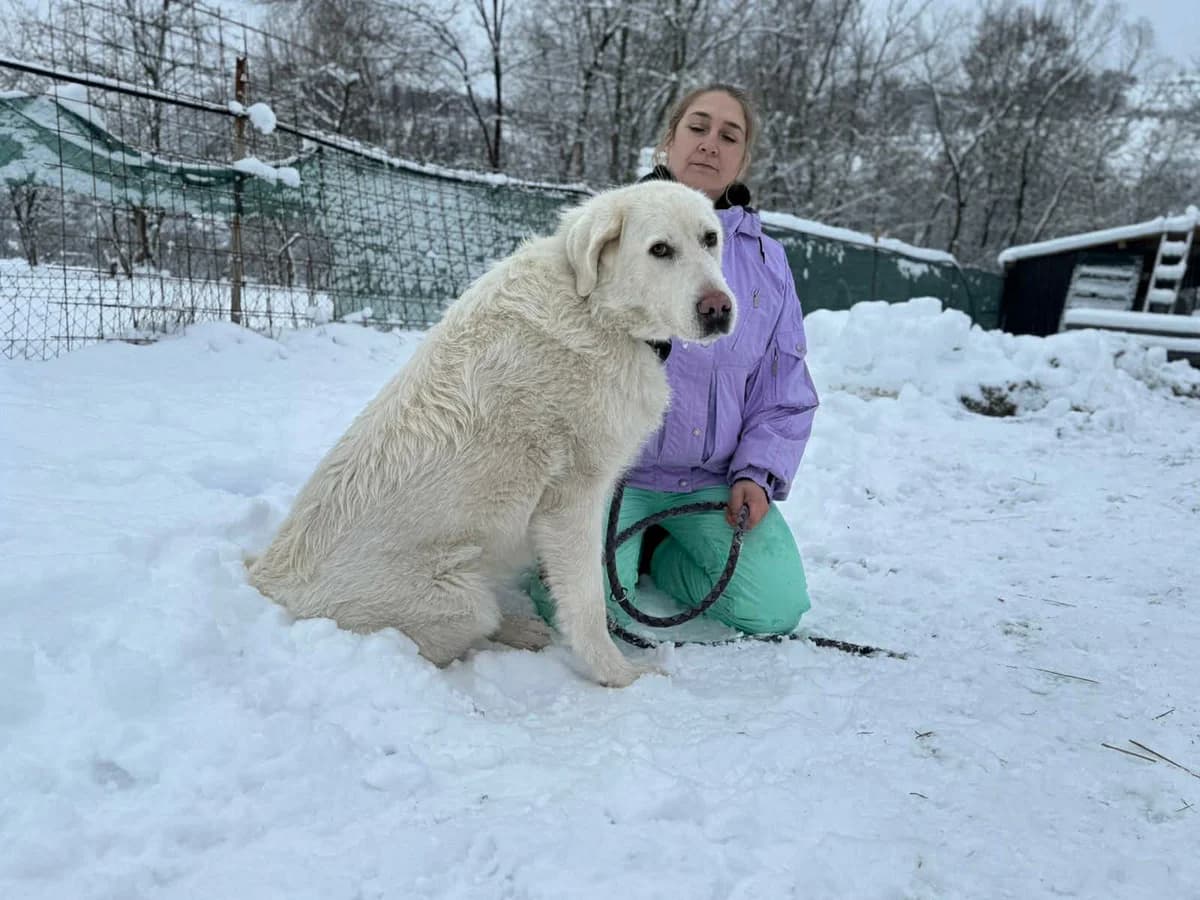 Mandy, weiß female 5yo Mixed Breed for adoption at Ein Herz für Streuner e.V., München