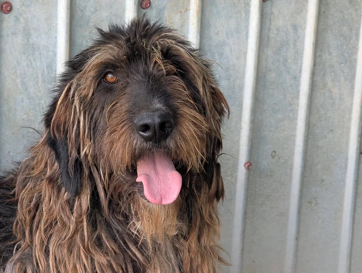 Manfred, male 7yo Mixed Breed for adoption at Ein Herz für Streuner e.V., München