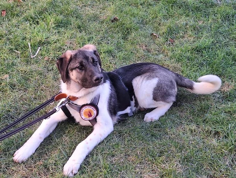 Manfred, grau male puppy Mixed Breed for adoption at Ein Herz für Streuner e.V., München