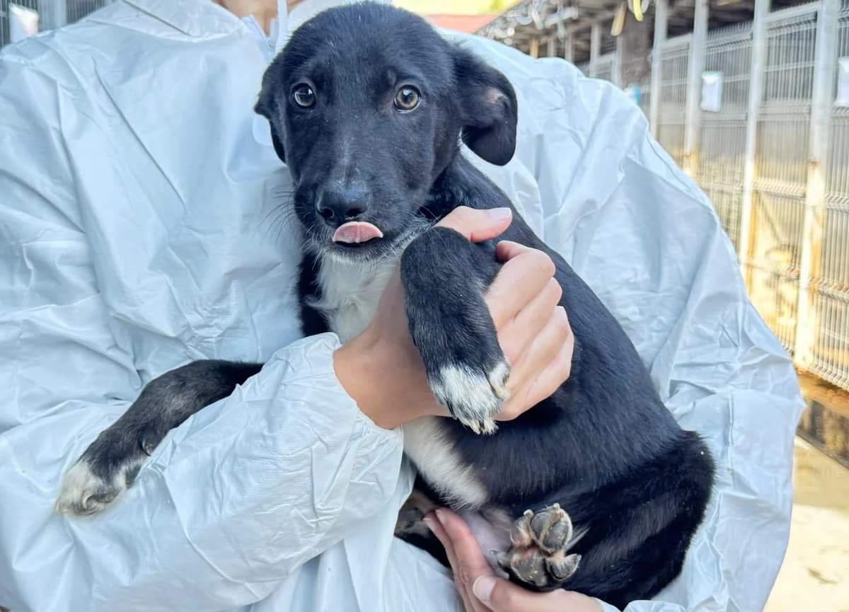 Manfred, weiß male puppy Mixed Breed for adoption at Ein Herz für Streuner e.V., München