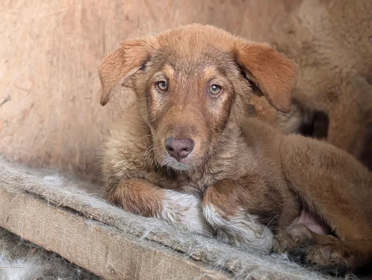 Mango, male puppy Mixed Breed for adoption at Ein Herz für Streuner e.V., München