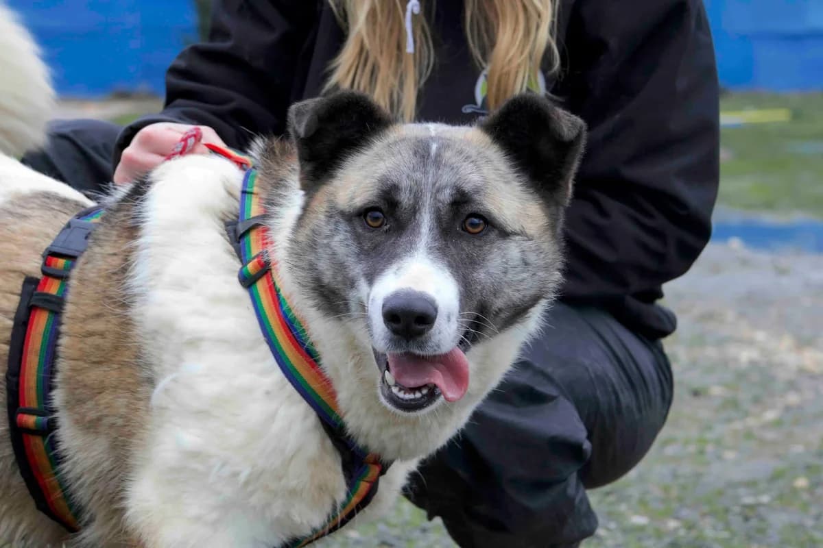 Manja, beige female 5yo Mixed Breed for adoption at Ein Herz für Streuner e.V., München