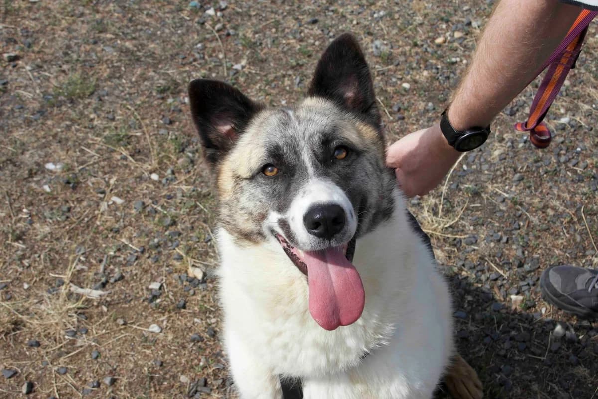 Manja, female young Mixed Breed for adoption at Ein Herz für Streuner e.V., München