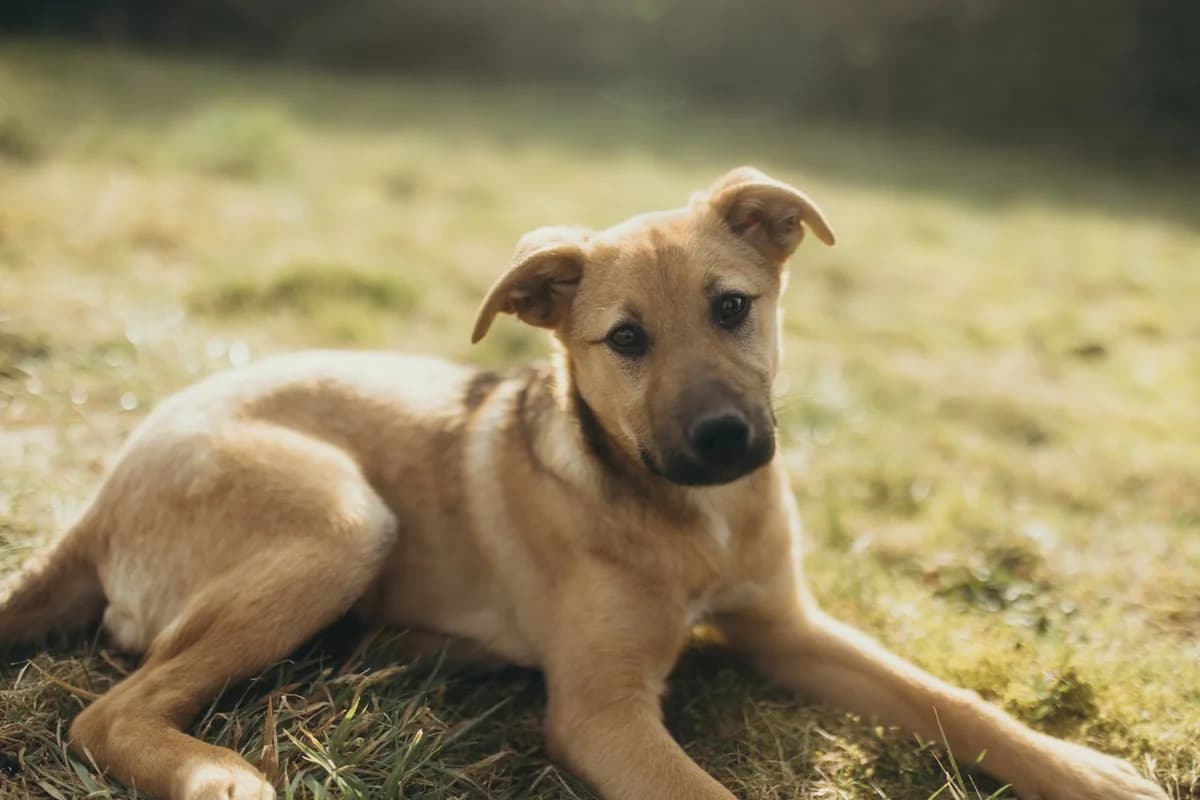 Manni, male puppy Mixed Breed for adoption at Ein Herz für Streuner e.V., München