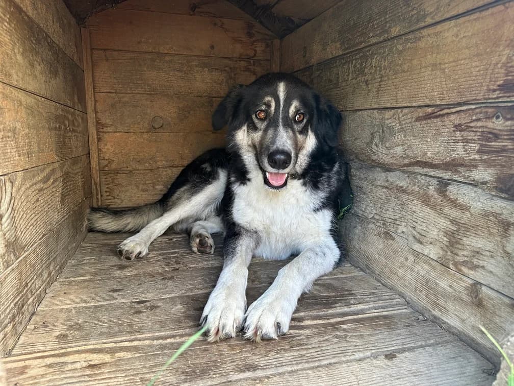 Manny, male 3yo Mixed Breed for adoption at Ein Herz für Streuner e.V., München