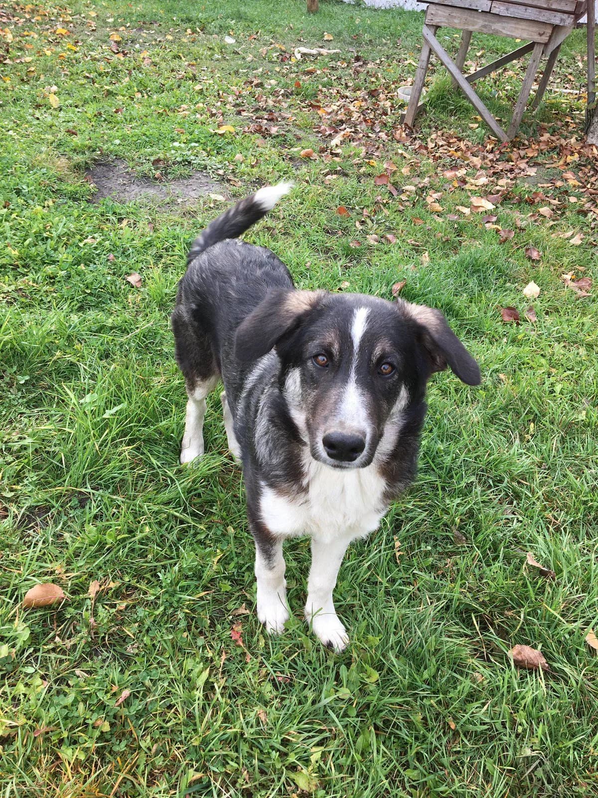 Manny, male 4yo Mixed Breed for adoption at Ein Herz für Streuner e.V., München