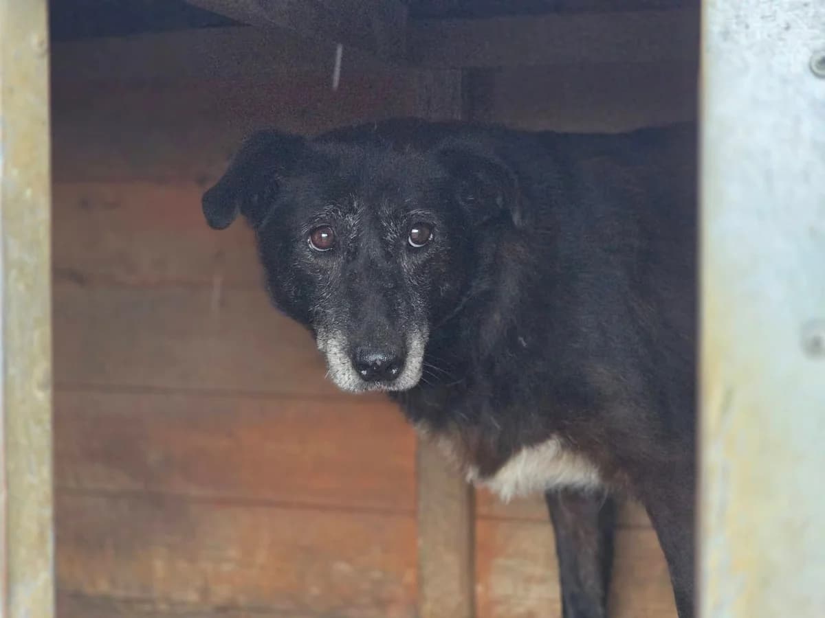 Manola, grau female senior Mixed Breed for adoption at Ein Herz für Streuner e.V., München