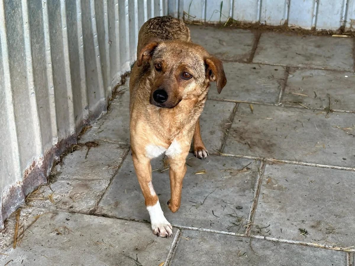 Manou, female 6yo Mixed Breed for adoption at Ein Herz für Streuner e.V., München