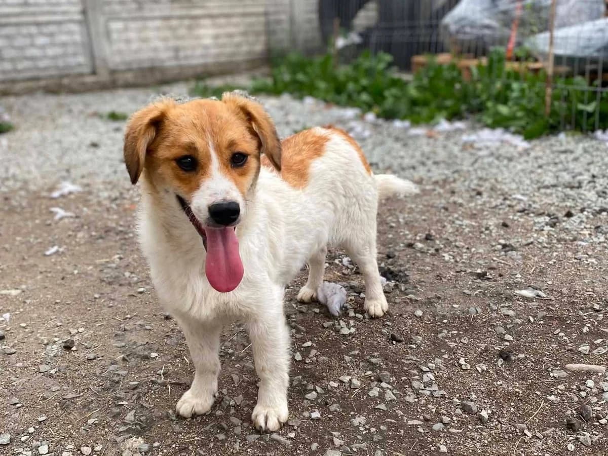 Manou, female puppy Mixed Breed for adoption at Ein Herz für Streuner e.V., München