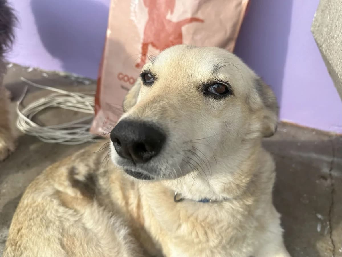Manu, female 7yo Mixed Breed for adoption at Ein Herz für Streuner e.V., München