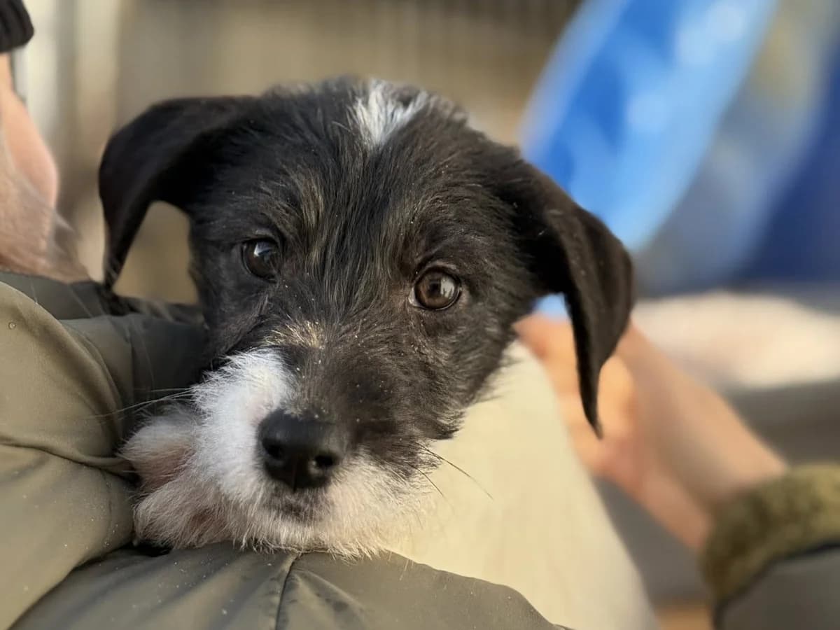 Maple, female puppy Mixed Breed for adoption at Ein Herz für Streuner e.V., München