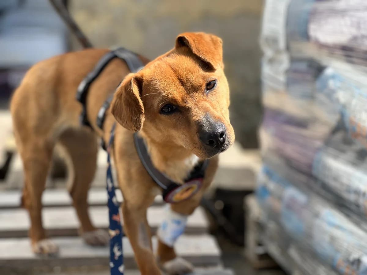Maple, female puppy Mixed Breed for adoption at Ein Herz für Streuner e.V., München