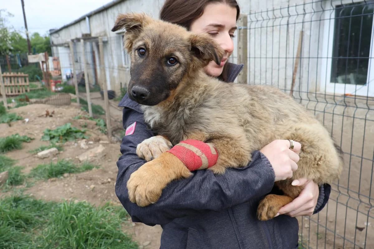 Mar, braun male puppy Mixed Breed for adoption at Ein Herz für Streuner e.V., München