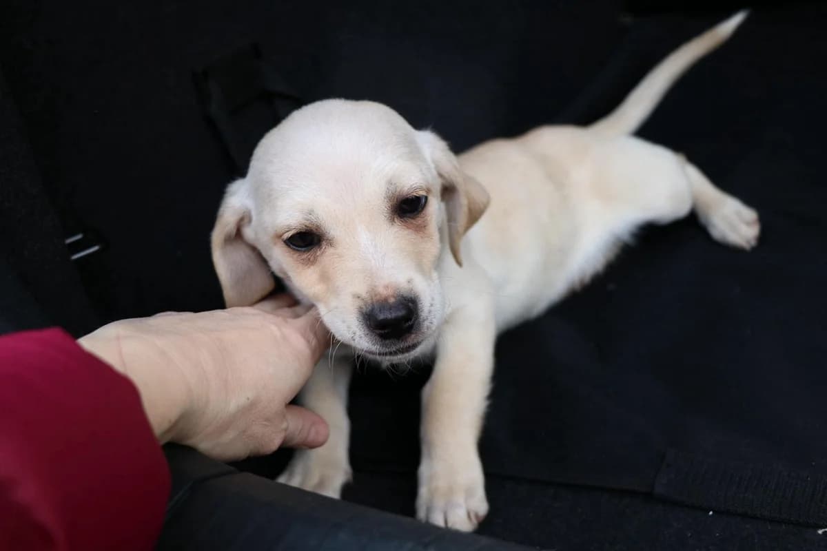 Mara, female puppy Mixed Breed for adoption at Ein Herz für Streuner e.V., München