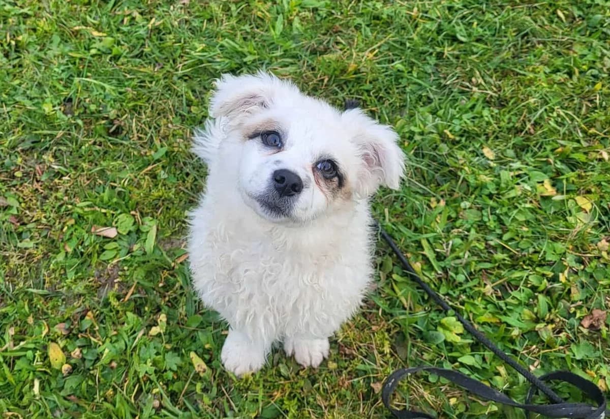 Mara, female puppy Mixed Breed for adoption at Ein Herz für Streuner e.V., München