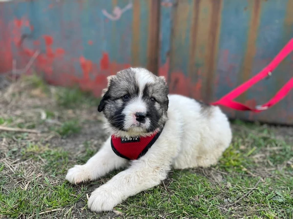 Mara, female puppy Mixed Breed for adoption at Ein Herz für Streuner e.V., München