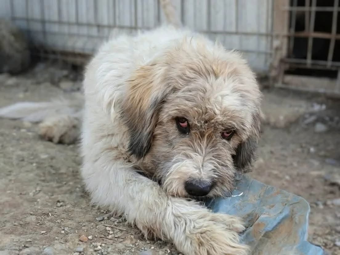 Mara, female puppy Mixed Breed for adoption at Ein Herz für Streuner e.V., München