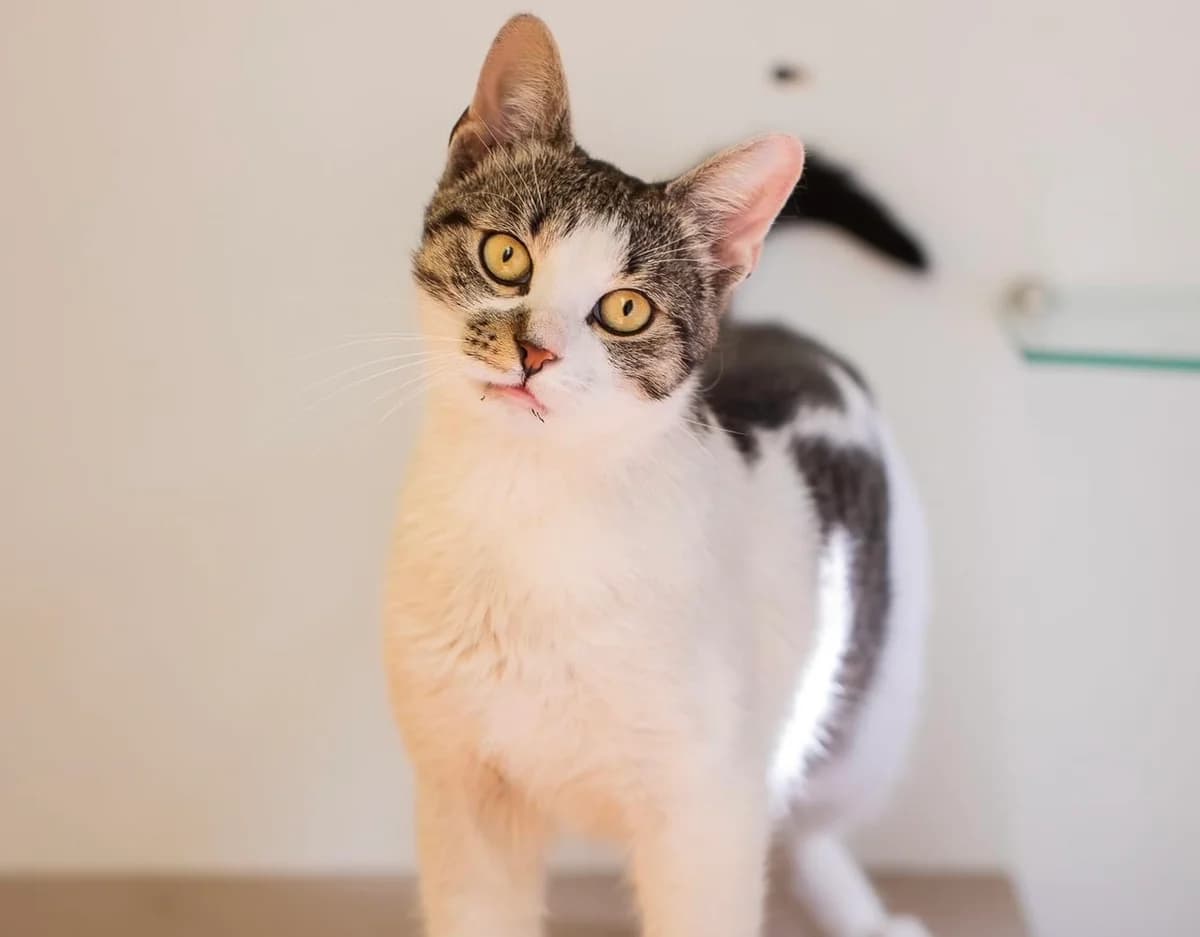 Maracuja, female 5yo Mixed Breed for adoption at Ein Herz für Streuner e.V., München