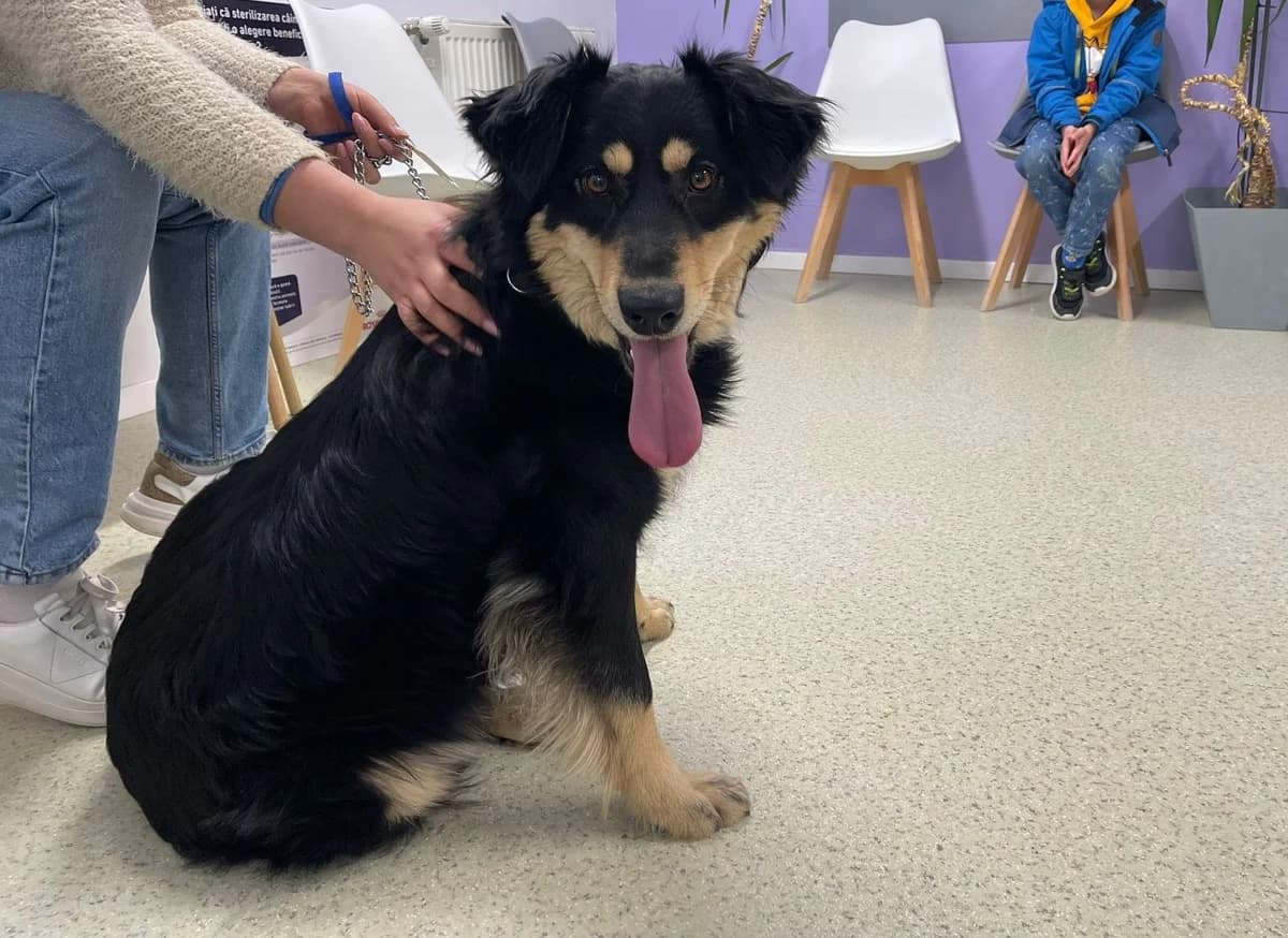 Maracuja, schwarz female 5yo Mixed Breed for adoption at Ein Herz für Streuner e.V., München