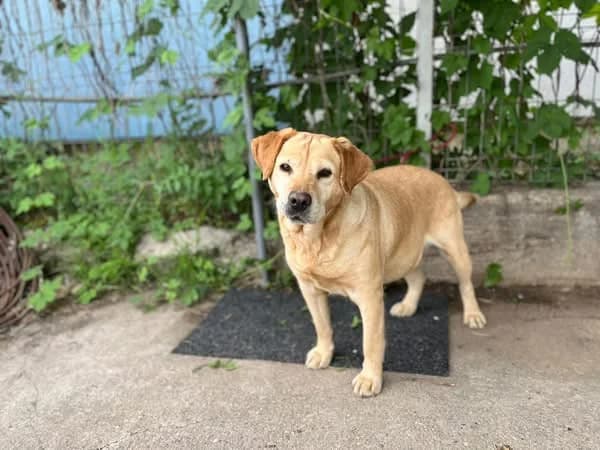 Marbella, female 7yo Mixed Breed for adoption at Ein Herz für Streuner e.V., München