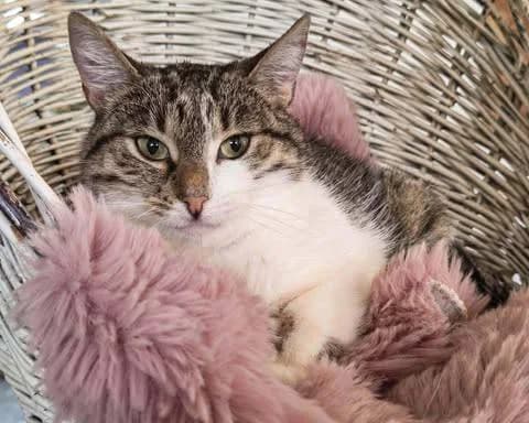 Marble, female 6yo Mixed Breed for adoption at Ein Herz für Streuner e.V., München