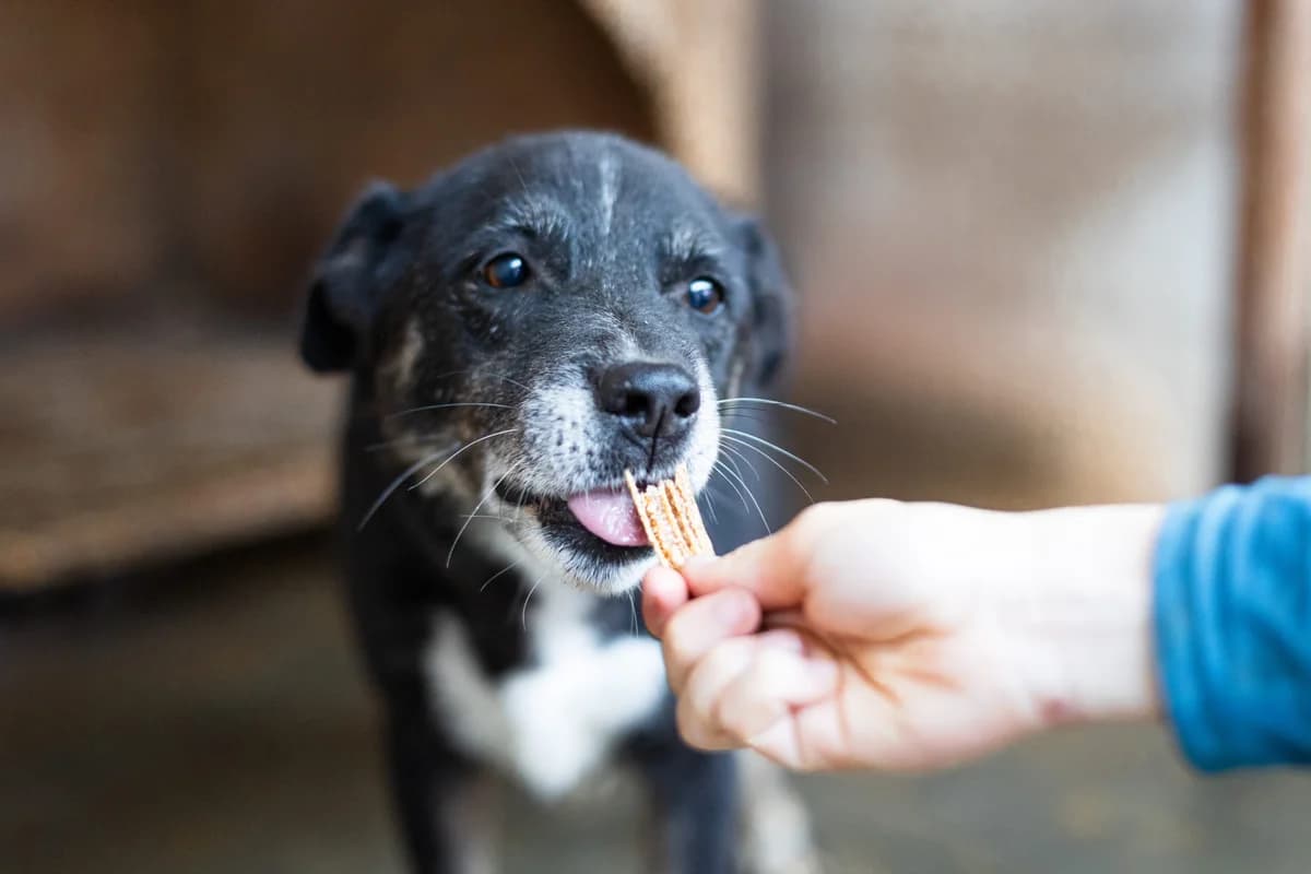 Marcella, female senior Mixed Breed for adoption at Ein Herz für Streuner e.V., München