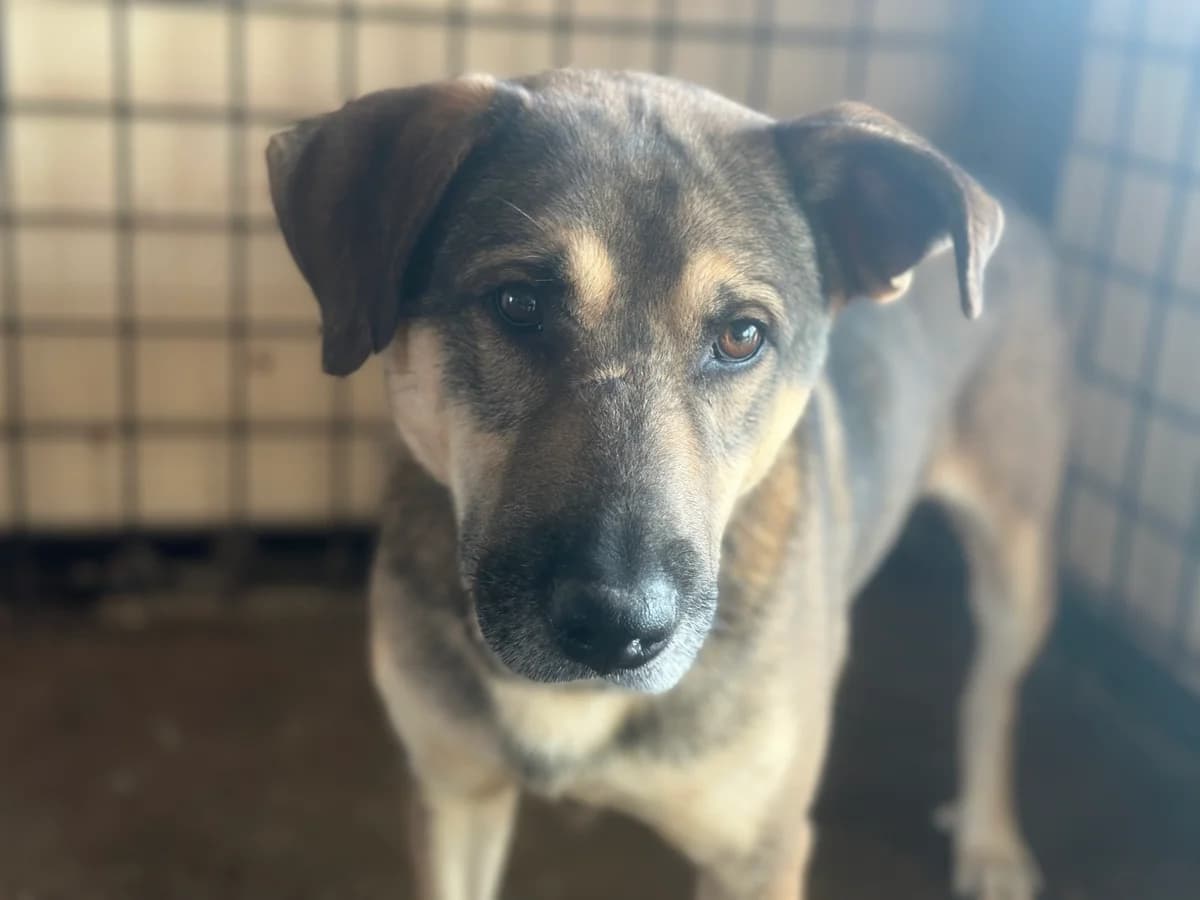 Marcellino, male 5yo Mixed Breed for adoption at Ein Herz für Streuner e.V., München