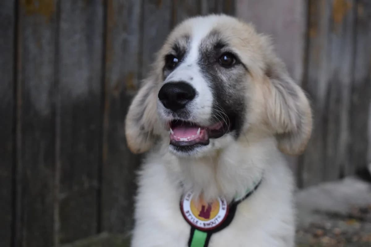 Marcie, weiß female puppy Mixed Breed for adoption at Ein Herz für Streuner e.V., München