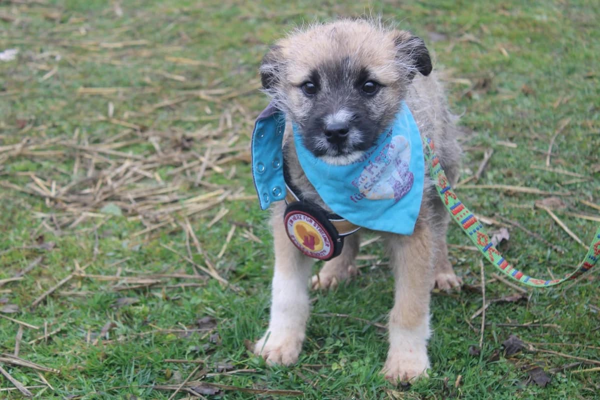 Marco, beige male puppy Mixed Breed for adoption at Ein Herz für Streuner e.V., München