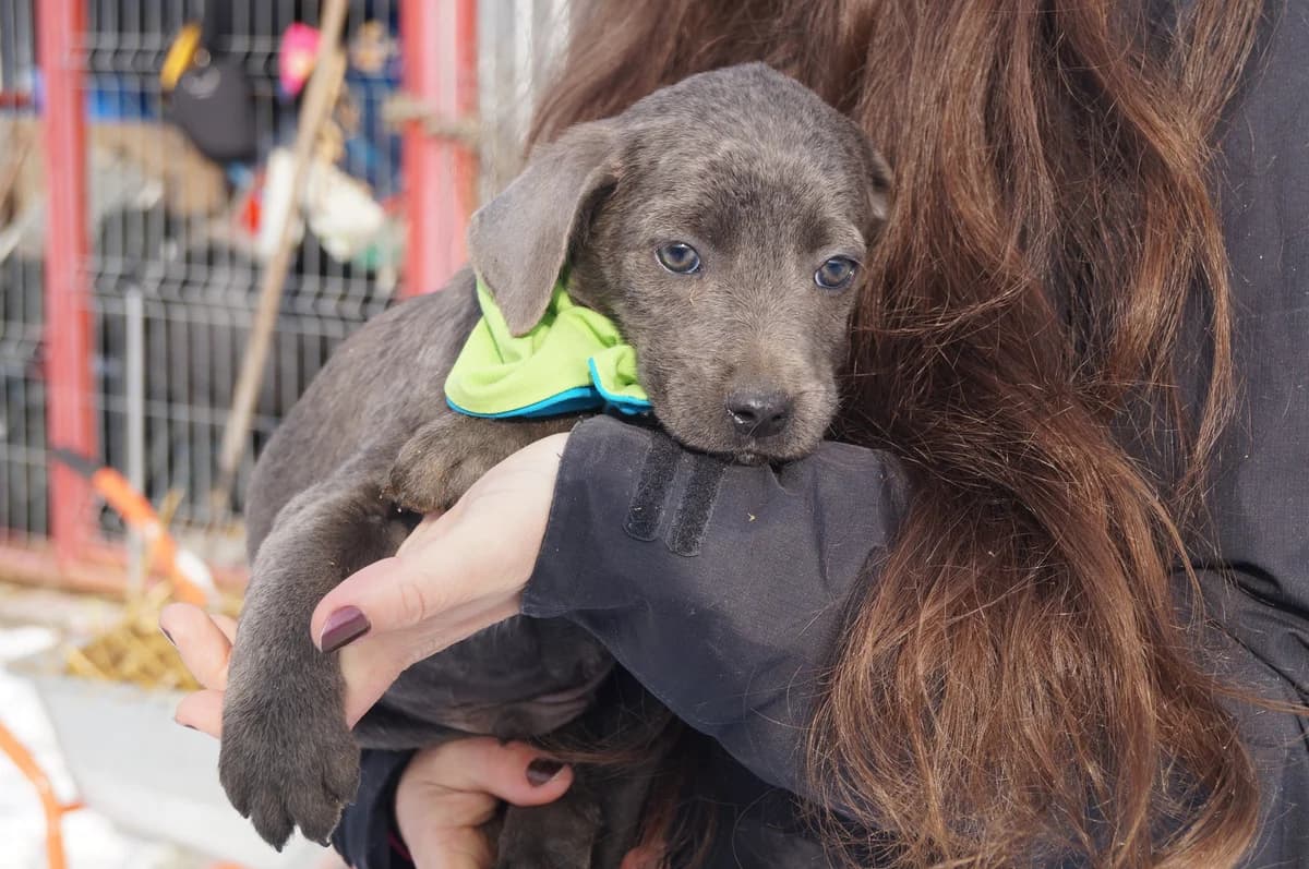 Marcus Aurelius, male puppy Mixed Breed for adoption at Ein Herz für Streuner e.V., München