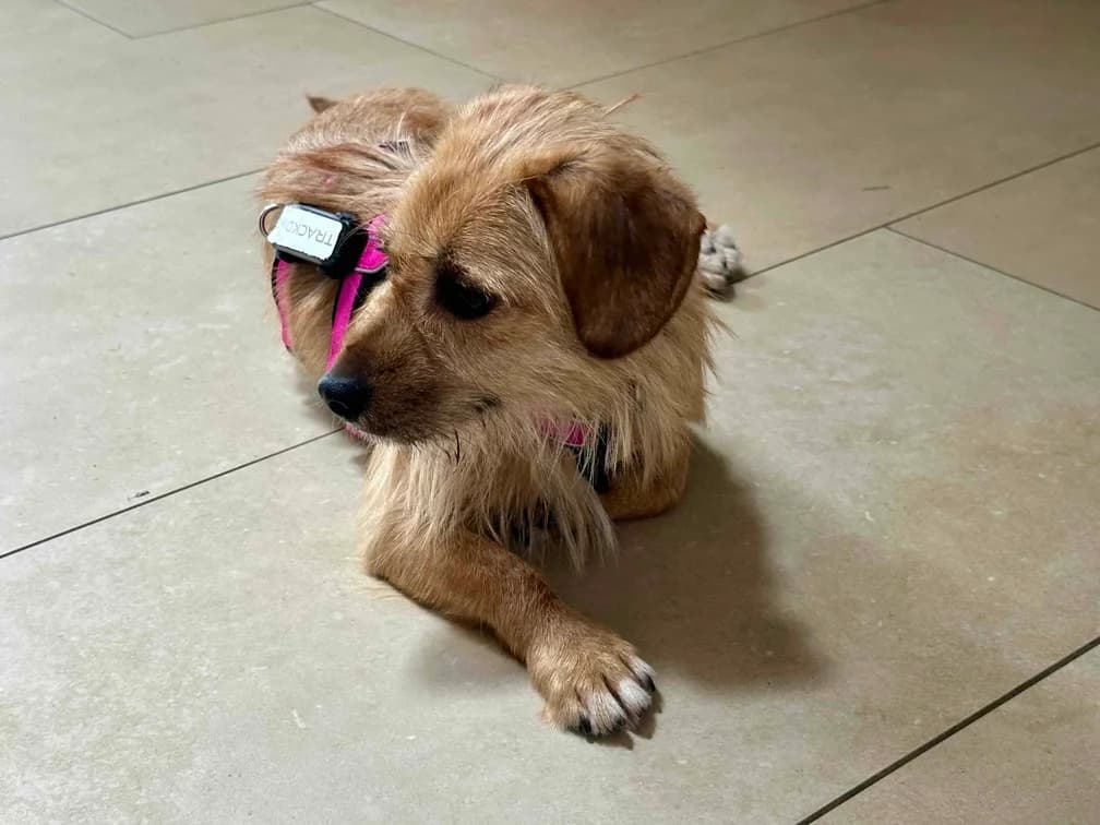 Marcy, female 5yo Mixed Breed for adoption at Ein Herz für Streuner e.V., München