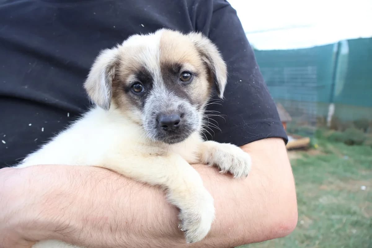 Marcy, female puppy Mixed Breed for adoption at Ein Herz für Streuner e.V., München