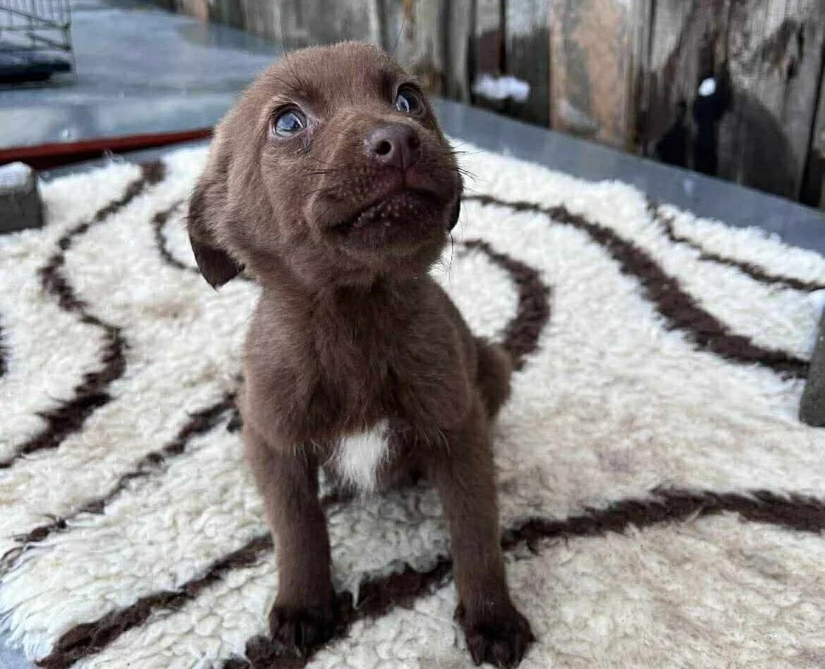 Margeaux, Mixed Breed for adoption at Ein Herz für Streuner e.V., München