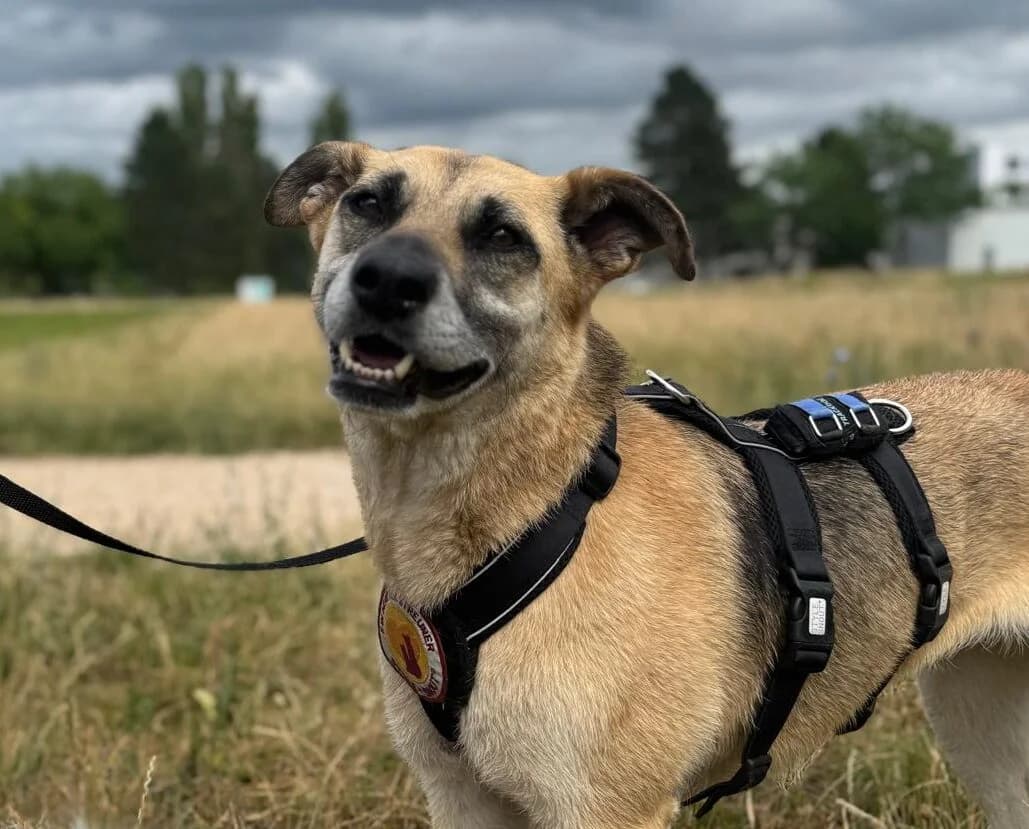Margo, female 3yo Mixed Breed for adoption at Ein Herz für Streuner e.V., München