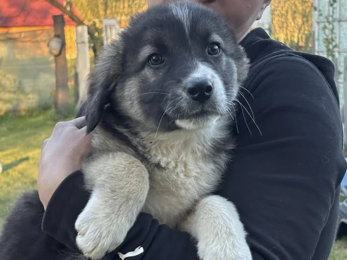Margo, female puppy Mixed Breed for adoption at Ein Herz für Streuner e.V., München