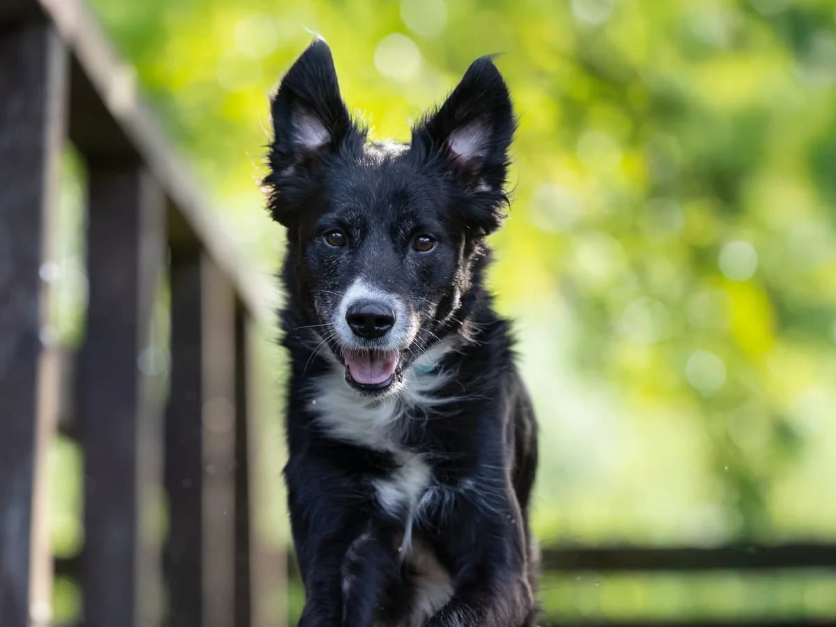 Margo, male 5yo Mixed Breed for adoption at Ein Herz für Streuner e.V., München