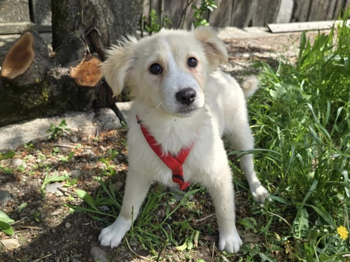 Margot, weiß female puppy Mixed Breed for adoption at Ein Herz für Streuner e.V., München