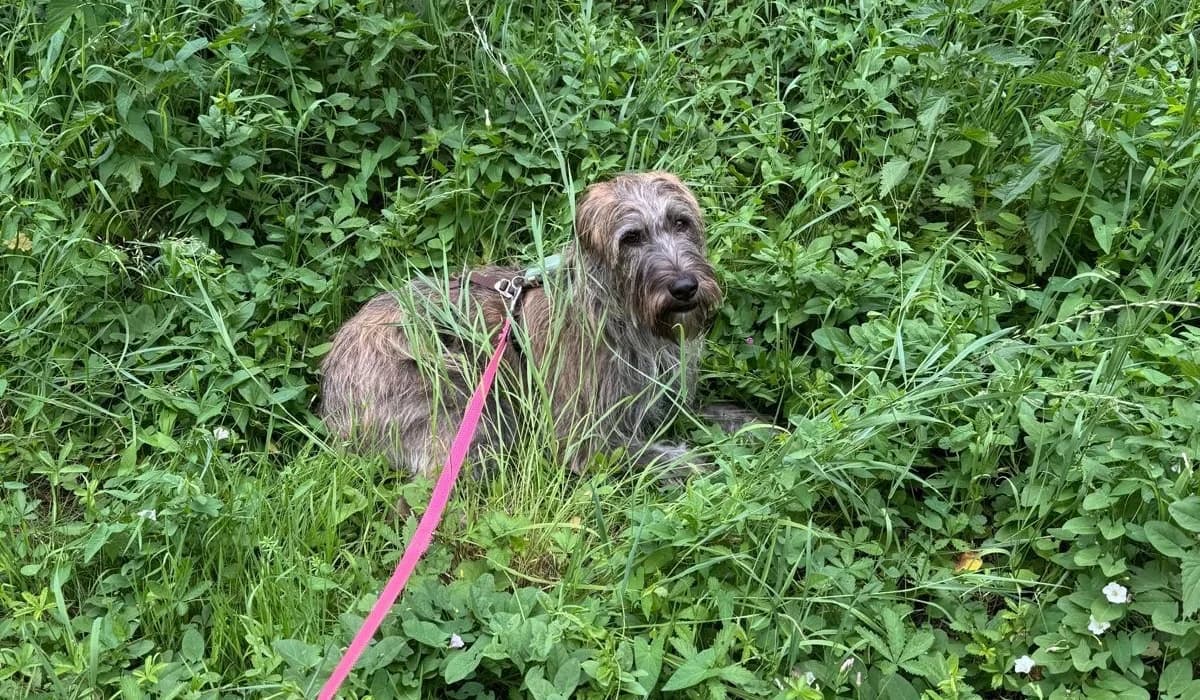 Margrit, female young Mixed Breed for adoption at Ein Herz für Streuner e.V., München