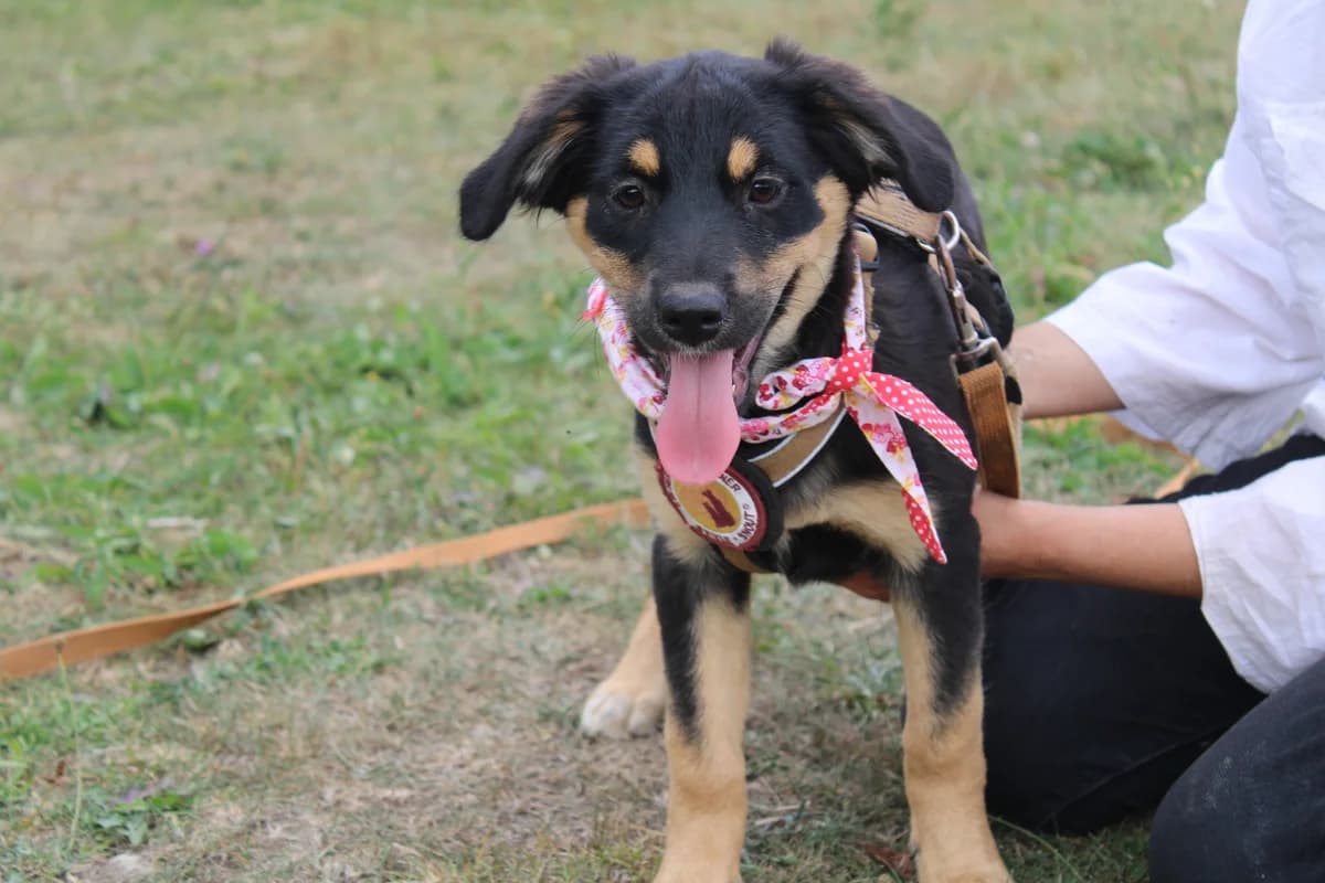 Margrit, female puppy Mixed Breed for adoption at Ein Herz für Streuner e.V., München