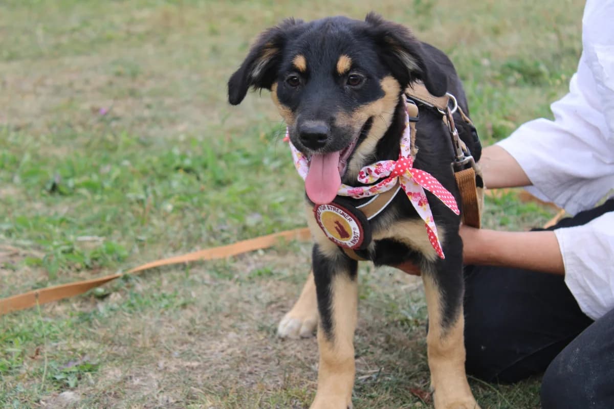 Margrit, female puppy Mixed Breed for adoption at Ein Herz für Streuner e.V., München