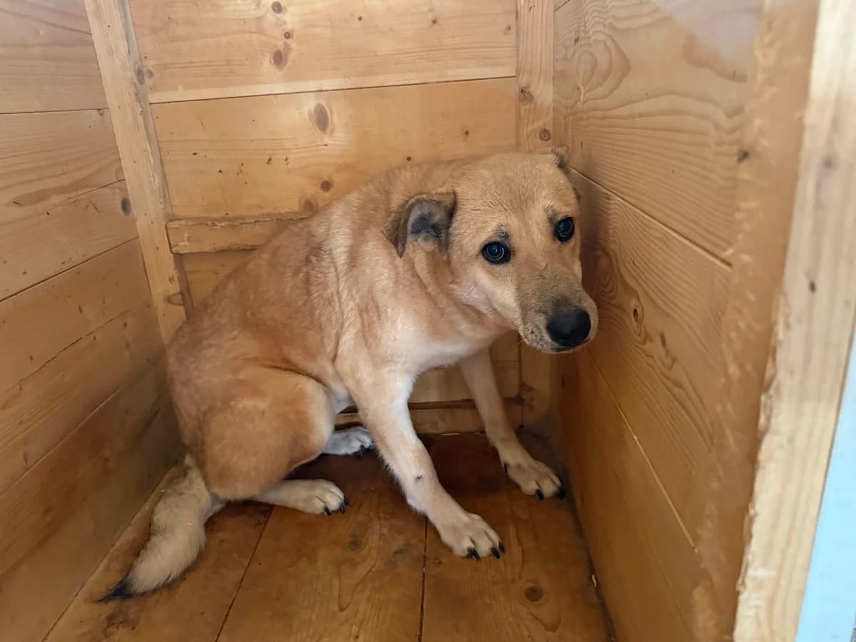 Maria, female 3yo Mixed Breed for adoption at Ein Herz für Streuner e.V., München