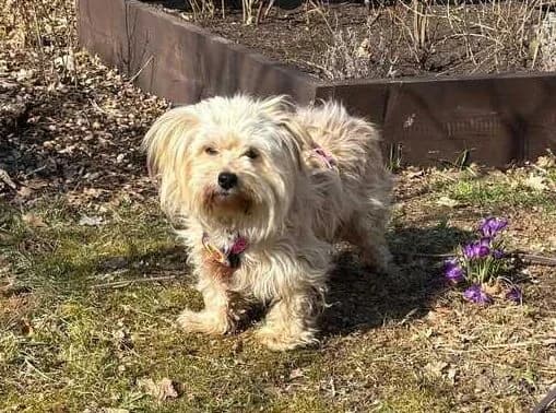 Maria Theresia, female 5yo Mixed Breed for adoption at Ein Herz für Streuner e.V., München