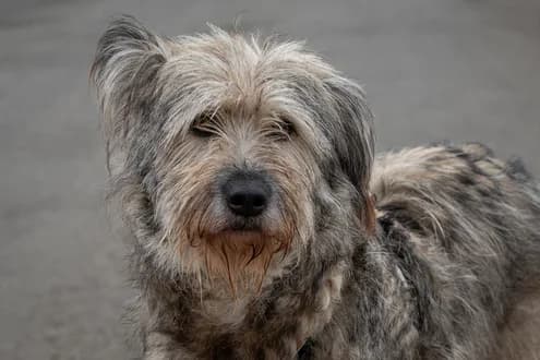 Marianne, female 6yo Mixed Breed for adoption at Ein Herz für Streuner e.V., München