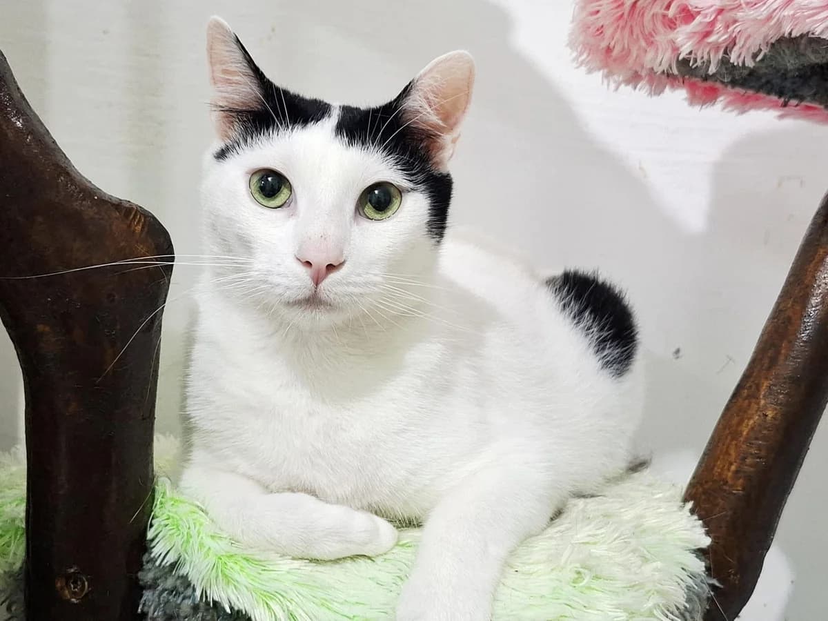Marico, male 5yo Mixed Breed for adoption at Ein Herz für Streuner e.V., München